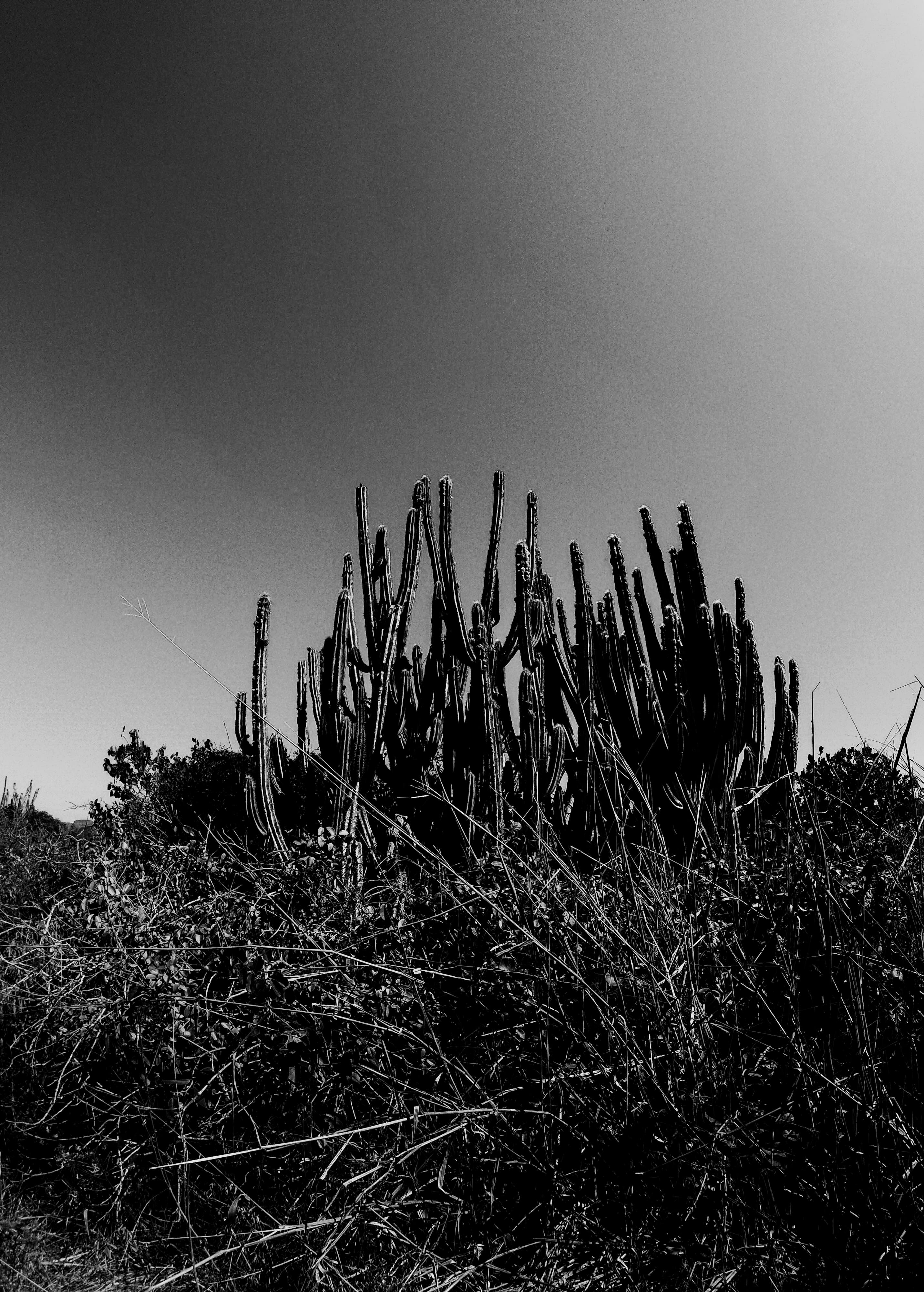 G1552319.jpg